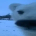 240gsm Heavy Oversized Plain T-Shirt for Men Summer HighQualtity Short Sleeve Tee 100%cotton Solid Color Trendy Casual white Top photo review